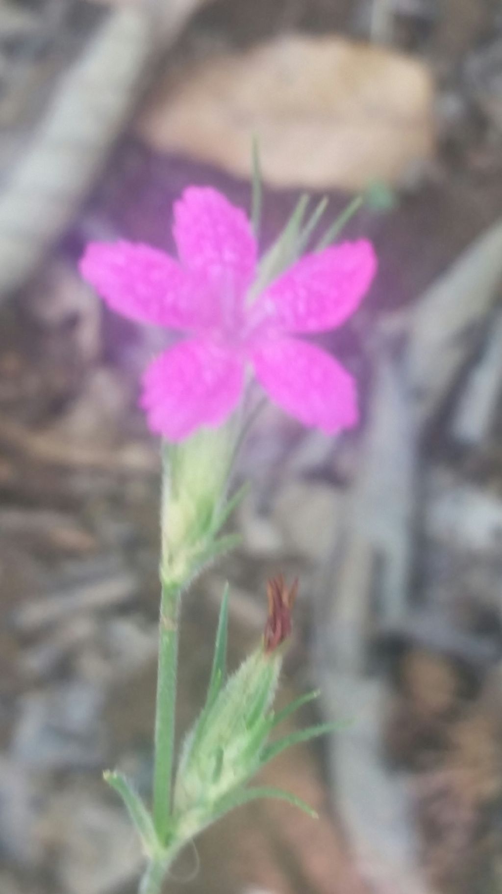 Dianthus armeria